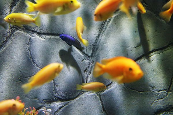 purple-fish-with-yellow-fish-market-segmentation.jpg
