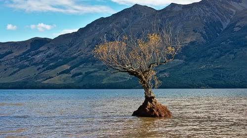 single tree segmented from land